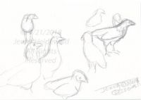 Sketch Your Current Obsession